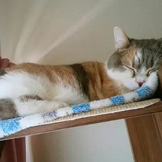昼寝中、お尻より後光を放ちすぎるネコ　　仏猫の下女さん