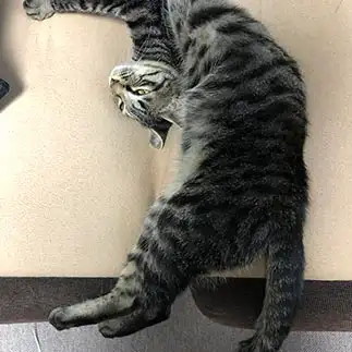 中国雑技団すぎるネコ　　おっとり猫さん