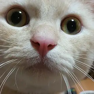 ひょっこりすぎるネコ　　むつさん