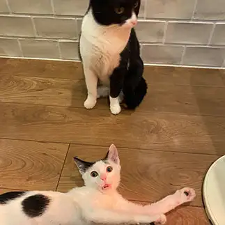 おどろきすぎるネコ　　チーズさん