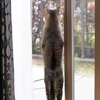 直立すぎるネコ　　ゆずなつさん