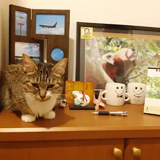 置物になりきりすぎるネコ　　よっしいの妻さん