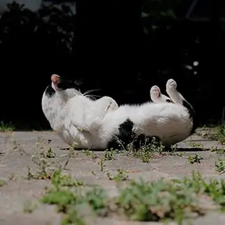 腹筋しすぎて起き上がれなくなりすぎるネコ　　外猫屋にゃん蔵さん