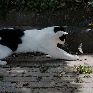 小さなお友達と遊びたすぎるネコ　　外猫屋にゃん蔵さん
