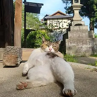 猫の、着ぐるみを着てる様に見えすぎるネコ　　t.takaharuさん