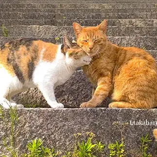 茶トラくんの表情が照れすぎるネコ　　t.takaharuさん