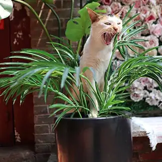 ある変異の猫科植物になりすぎるネコ　　kozeniさん