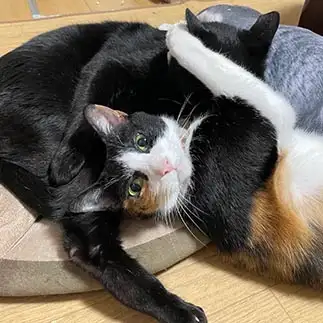 早くカウントとってすぎるネコ　　紫苑さん