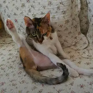 あら、見てたのねーすぎるネコ　　ちーちゃんさん