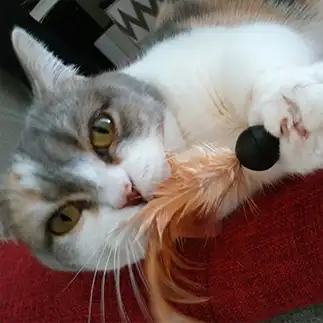 電動猫じゃらしをがっちりホールドしすぎるネコ　　matchy0324さん