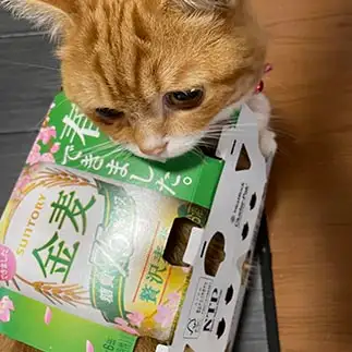 金麦トンネルが好きすぎるネコ　　ちくわさん