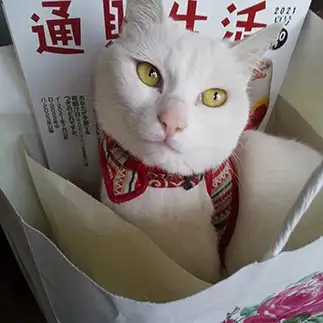 表紙になりたすぎるネコ　　ふくきちさん