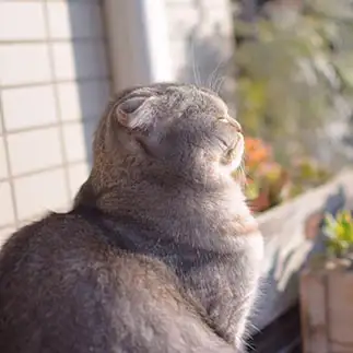 神々しすぎるネコ　　つぶまろさん