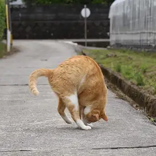 足元確認しすぎるネコ　　tzkrsatoruさん