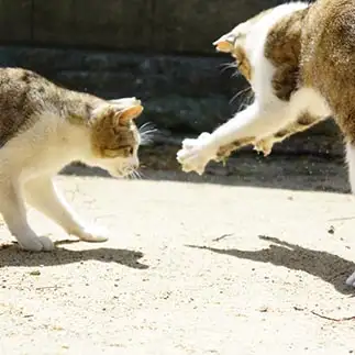 逃した獲物の大きさを、オーバーに伝えすぎるネコ　　toradesu222さん