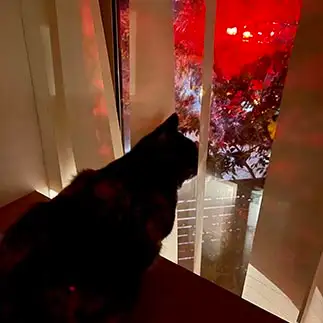 隣家が気になりすぎるネコ　　カジハラさん