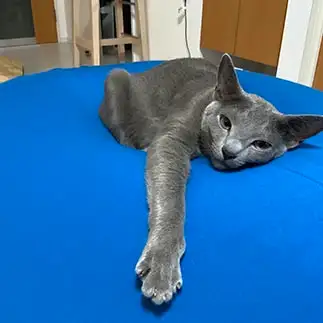 任侠すぎるネコ　　おかーしゃんさん