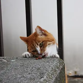 食べ方のクセが強すぎるネコ　　おいにゃんさん
