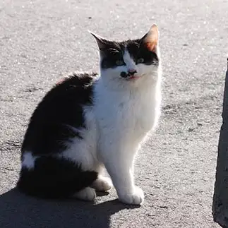 嘲笑いすぎるネコ　　おいにゃんさん