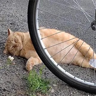 通せんぼしすぎるネコ　　黒猫カレンさん