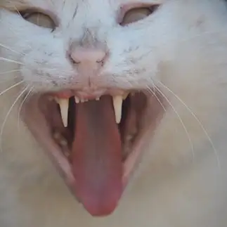 目も怖いけど、歯槽膿漏が心配すぎるネコ　　黒猫カレンさん