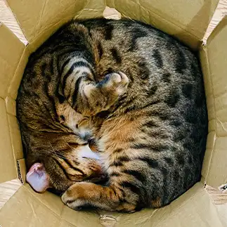 箱が変形しても入りたすぎるネコ　　カジハラさん