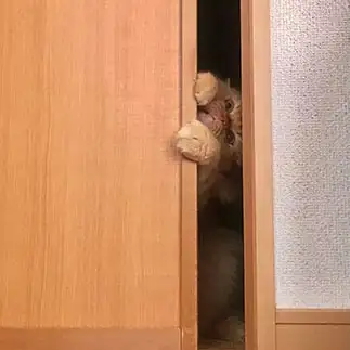 コチラの部屋が気になりすぎるネコ　　いわし☆さん