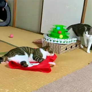 お気に入りのプレゼント袋を独り占めしすぎるネコ　　ゆうさん