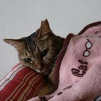 すごもりすぎるネコ　　ミキさん