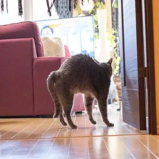 びびりすぎるネコ　　ゆずなつさん