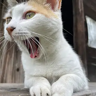 うれしさが顔にあふれすぎるネコ　　白菜さん