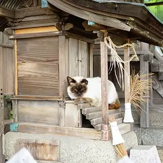 ねこ神さまと言われても疑いようが無さすぎるネコ　　toradesu222さん