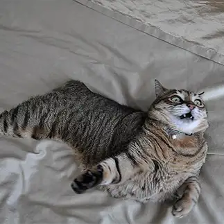 「腰がぁぁぁ!」の瞬間すぎるネコ　　猫野鈴さん