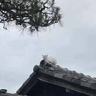 天守を護りすぎるネコ　　からくりぴーちさん