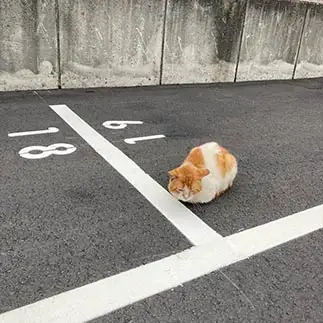 律儀に境界を守りすぎるネコ　　からくりぴーちさん