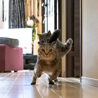 後ろ?!!後ろ?!!!すぎるネコ　　ゆずなつさん