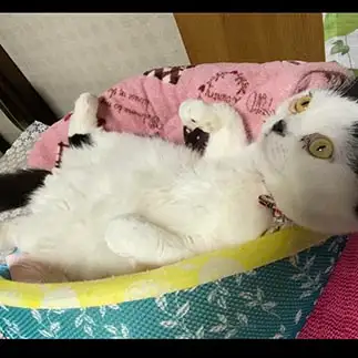 思考停止しすぎるネコ　　ぱんだるさん