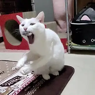 撮ってないで取ってよ!すぎるネコ　　yamawaiisoraさん
