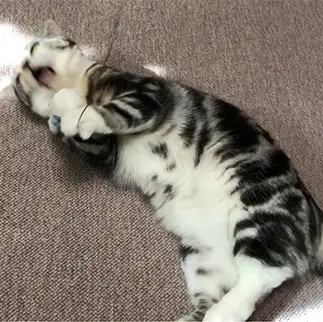 お腹が犬すぎるネコ　　おっとり猫さん