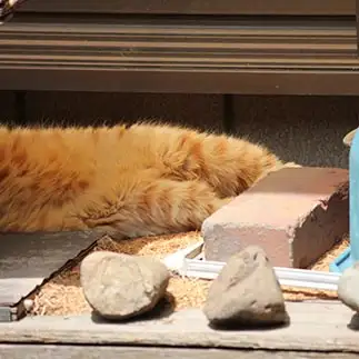 お店屋さんにお客が来なくてふて寝しすぎるネコ　　紫苑さん
