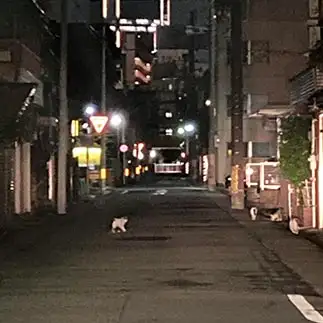 真夜中に集合しすぎるネコ　　からくりぴーちさん