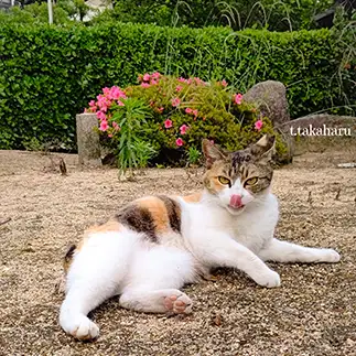 この時期だからこそ、ちゃんと舌でコロナ対策しすぎるネコ　　t.takaharuさん