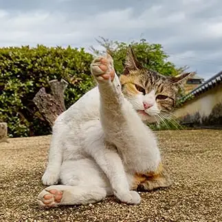 足で、猫パンチしすぎるネコ　　t.takaharuさん