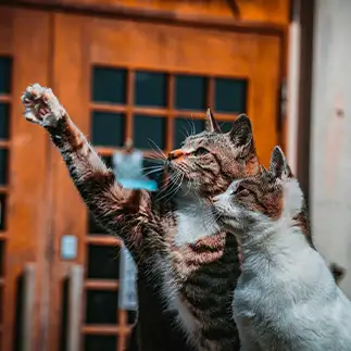 プラネタリウムの解説がうますぎるネコ　　nature cat photosさん
