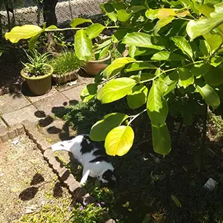 木陰で休みすぎるネコ　　かなさん