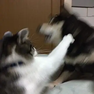 犬と仲が悪すぎるネコ　　ぽたきいもさん