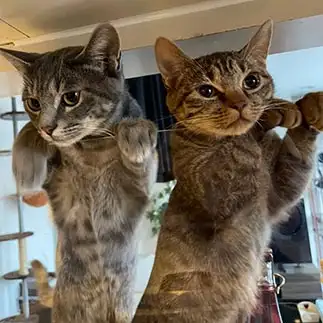 お腹空きすぎるネコ　　たーるーママさん