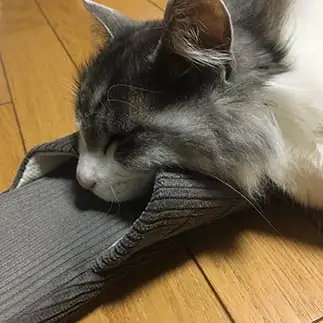 スリッパ好きすぎるネコ　　太郎さん