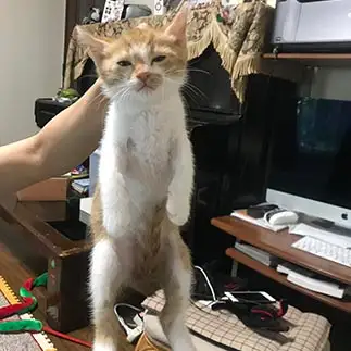 脱力しすぎるネコ　　猫好きのバイク乗りさん