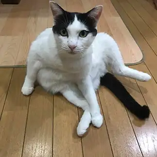 風呂上がりにくつろぎすぎるネコ　　もーさんさん